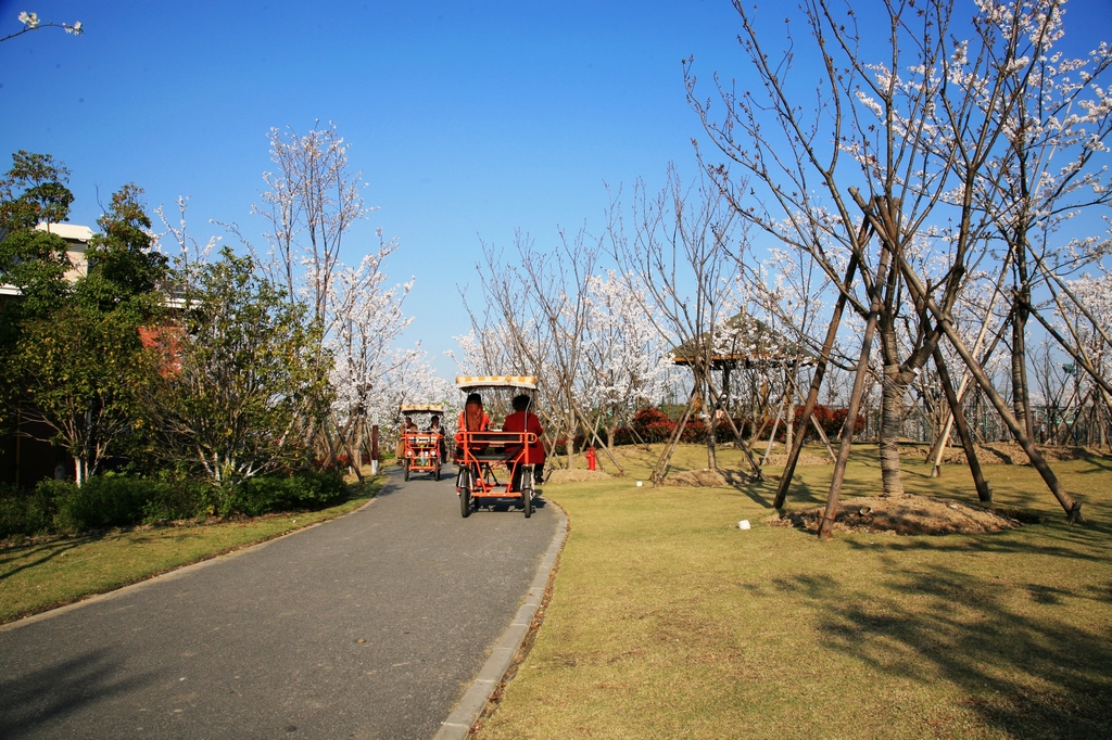 2014顾村公园赏樱