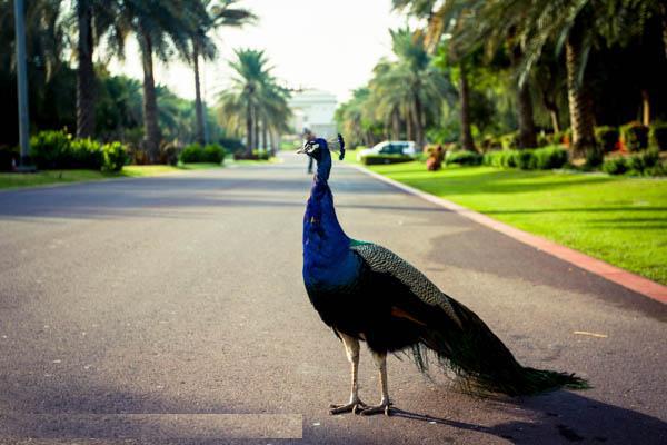 扬州大哥中东行之:迪拜旅游,超过万元人民币的