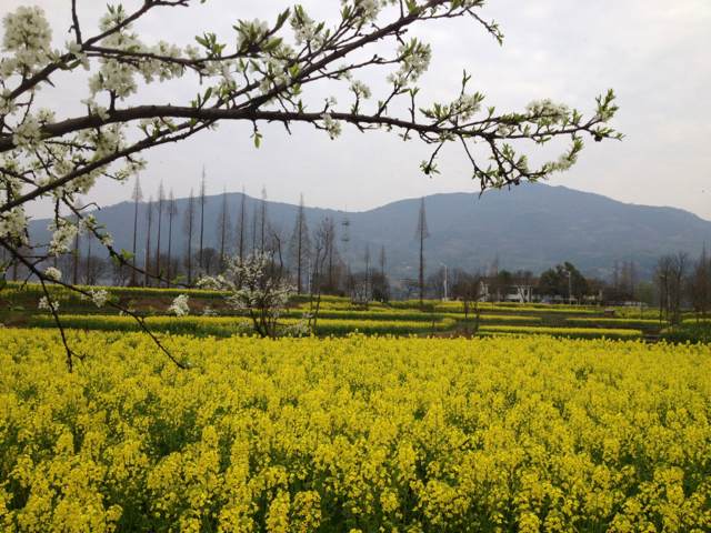 汉中油菜花海