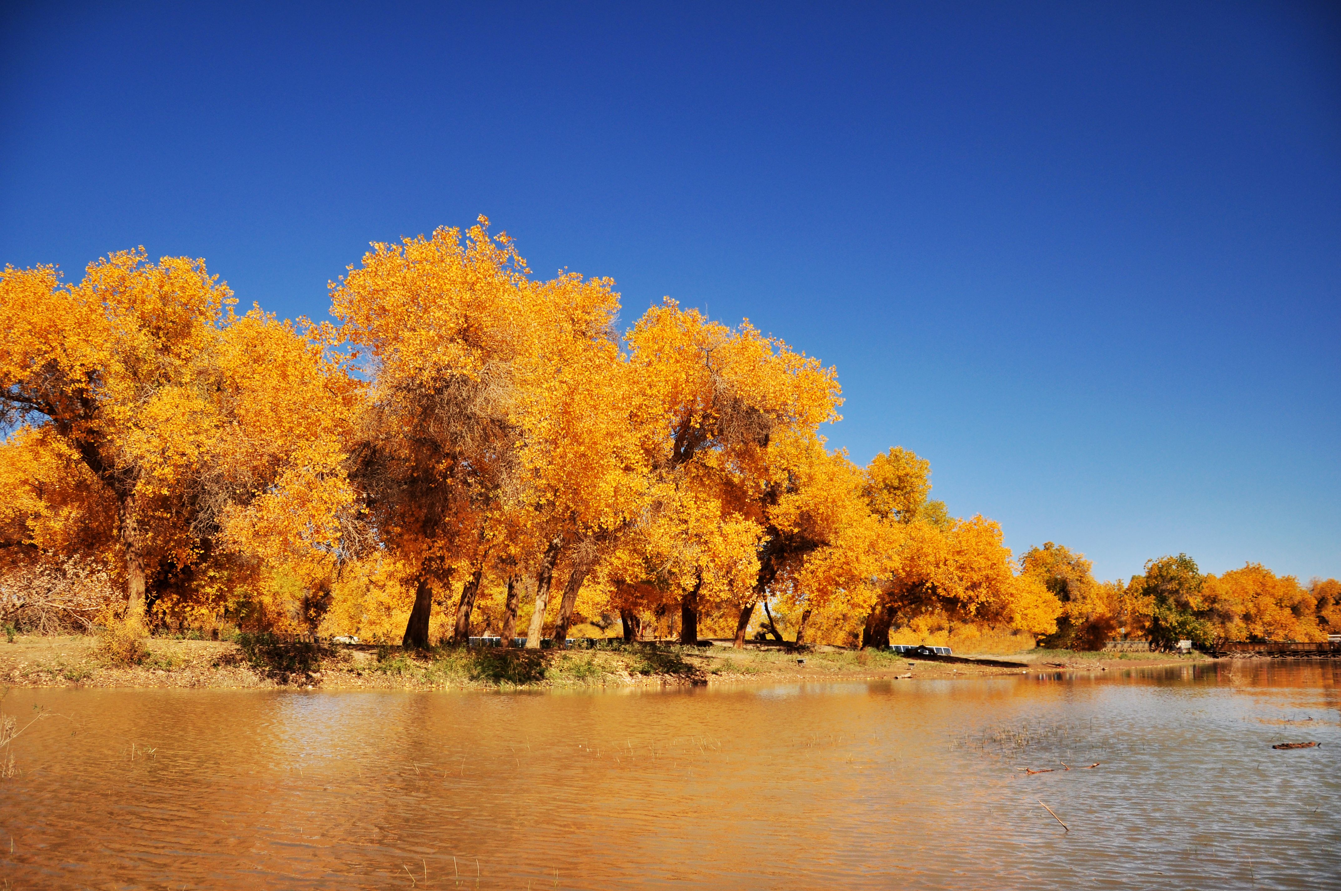 【i旅行】最美胡杨林,回到那英雄的地方,从额济