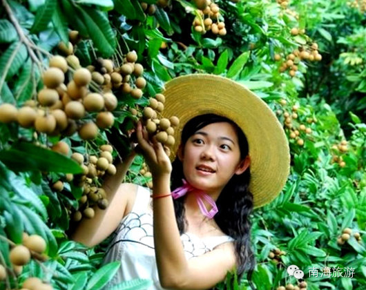 佛山9大摘果基地大盘点 葡萄龙眼荔枝西瓜火龙