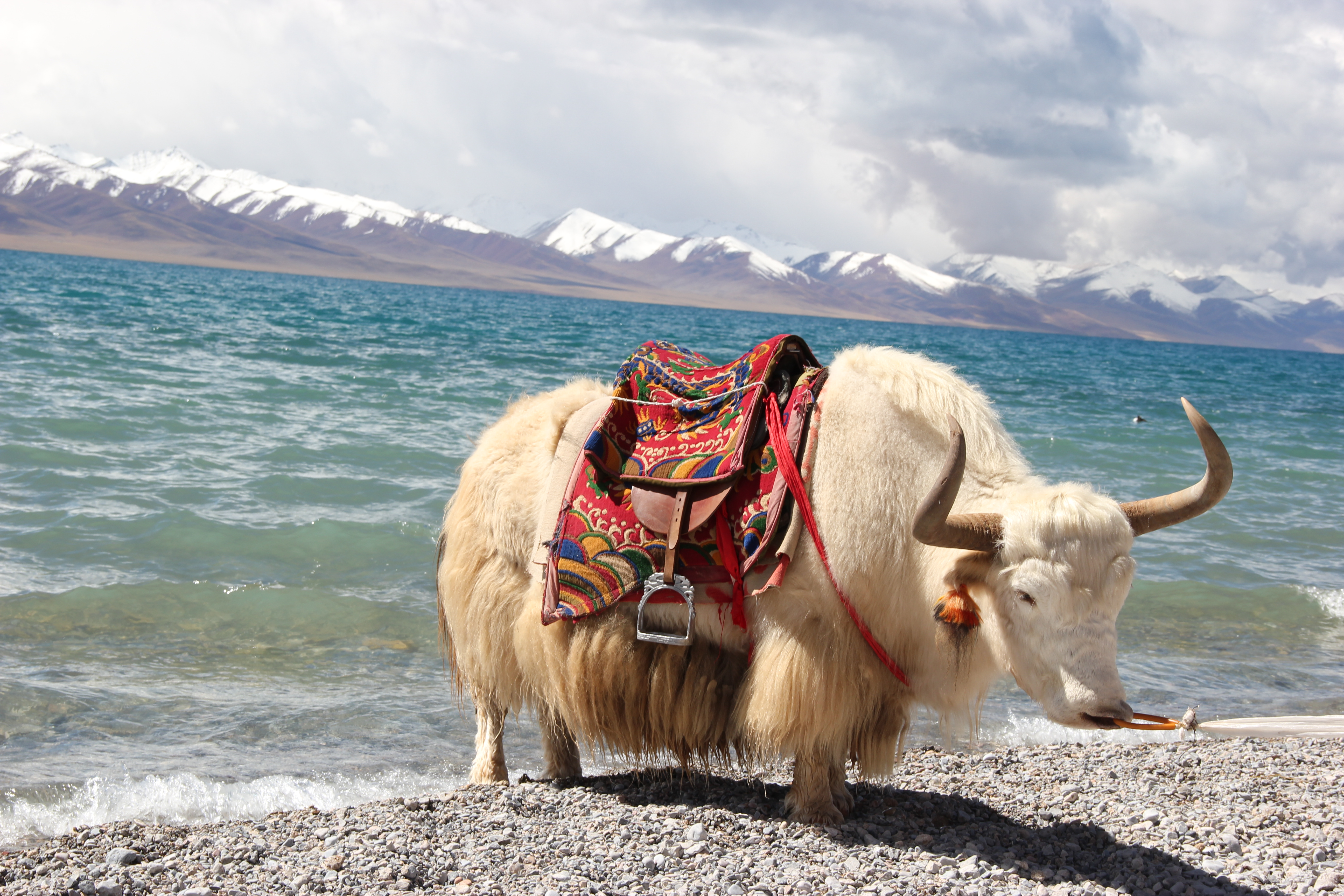 拉萨+林芝+羊卓雍措+鲁朗12日跟团游(3钻)·双卧 多项赠送 一车一导 特惠游-【携程旅游】