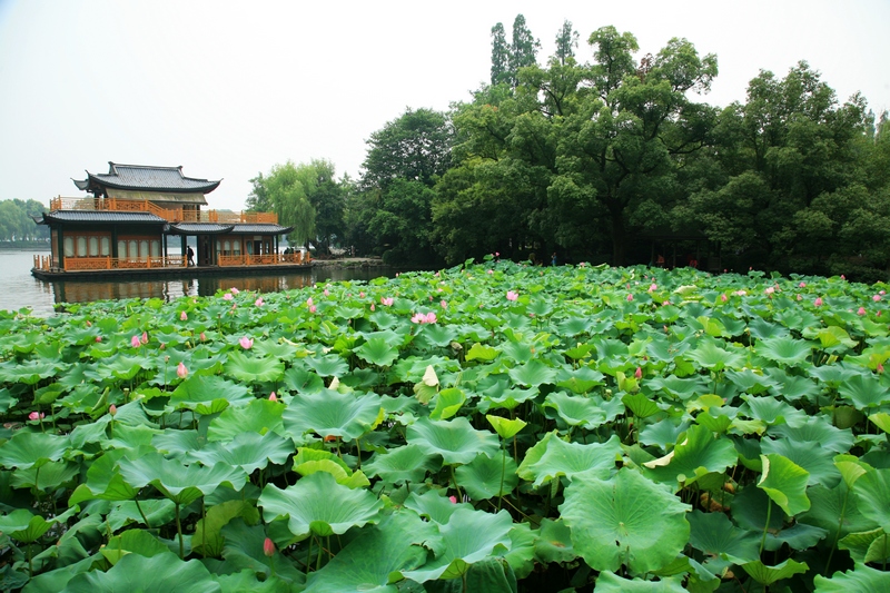 夏天的杭州,曲院风荷的西湖风景