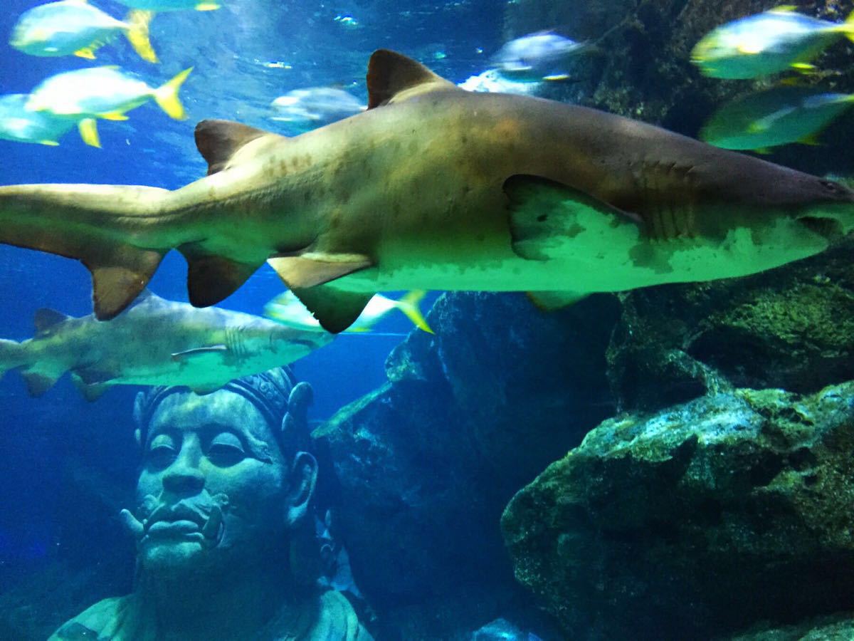 暹罗海洋世界,曼谷暹罗海洋世界攻略\/地址\/图片\/门票