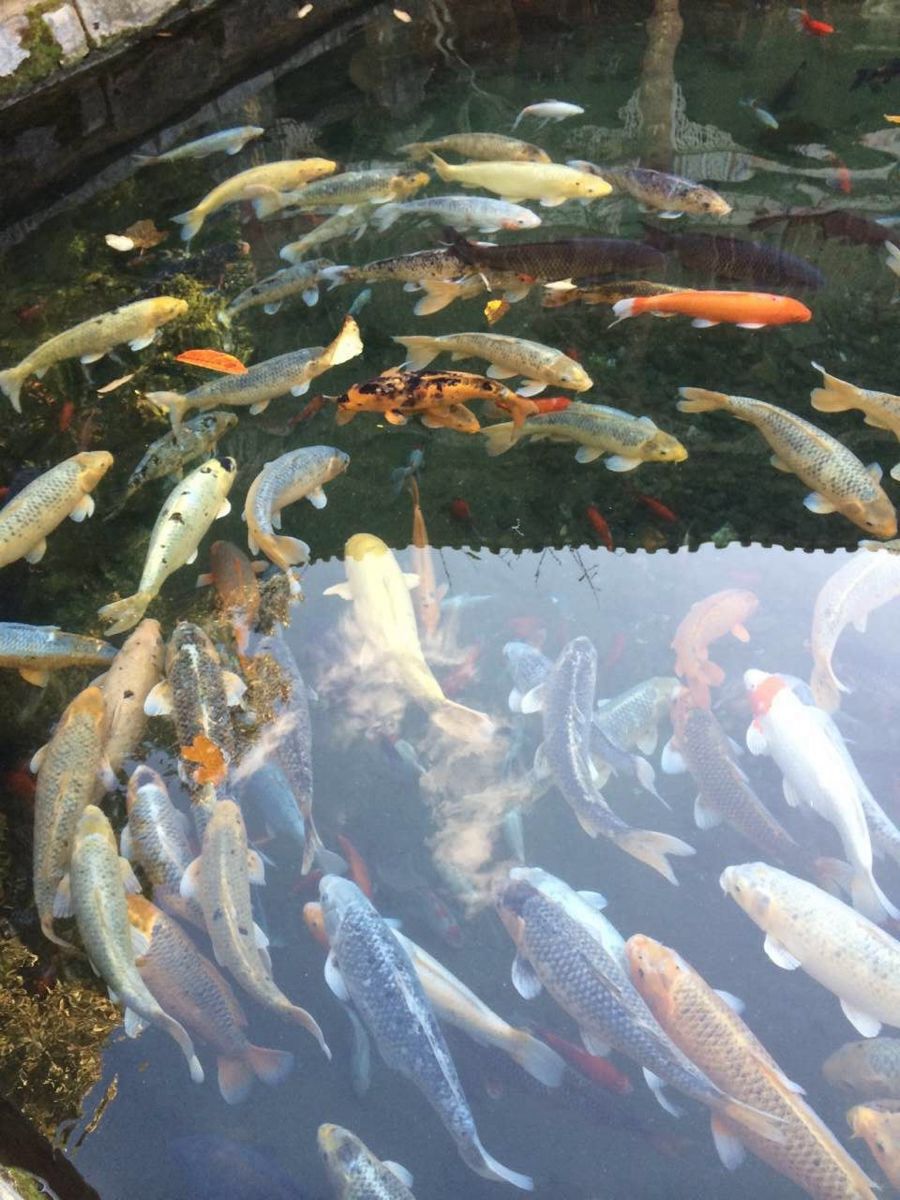 01月29日嵩明天气预报:晴 气温: 4℃~19℃