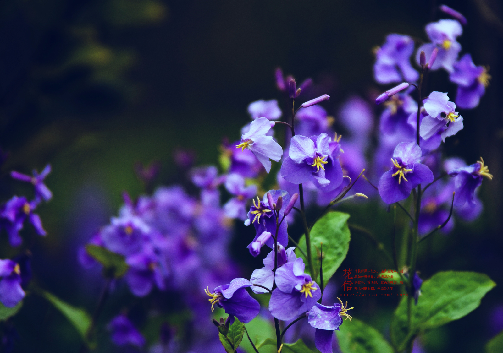 花信.二月兰花