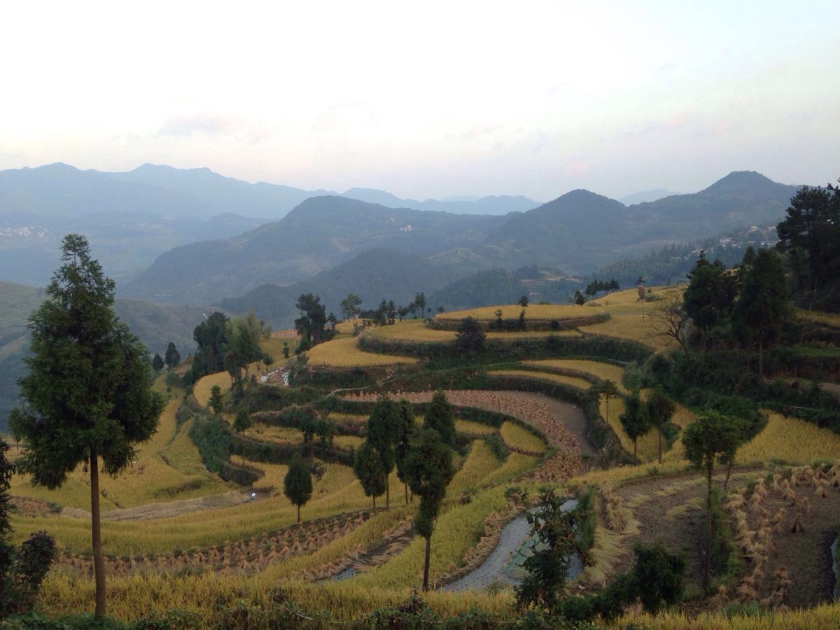 茗岙梯田
