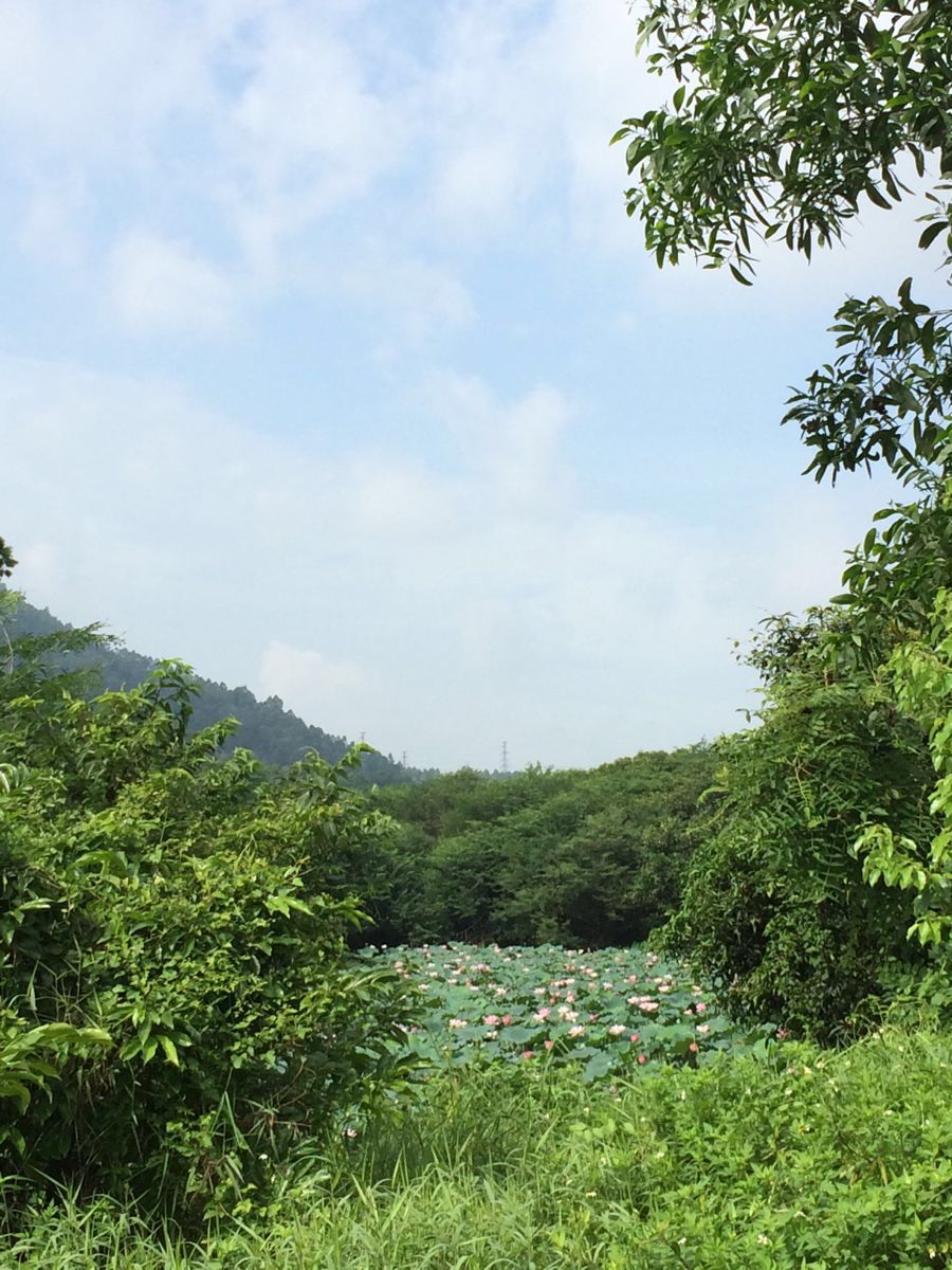 大夫山森林公园