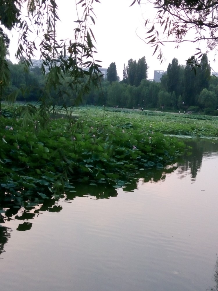 紫竹院公园