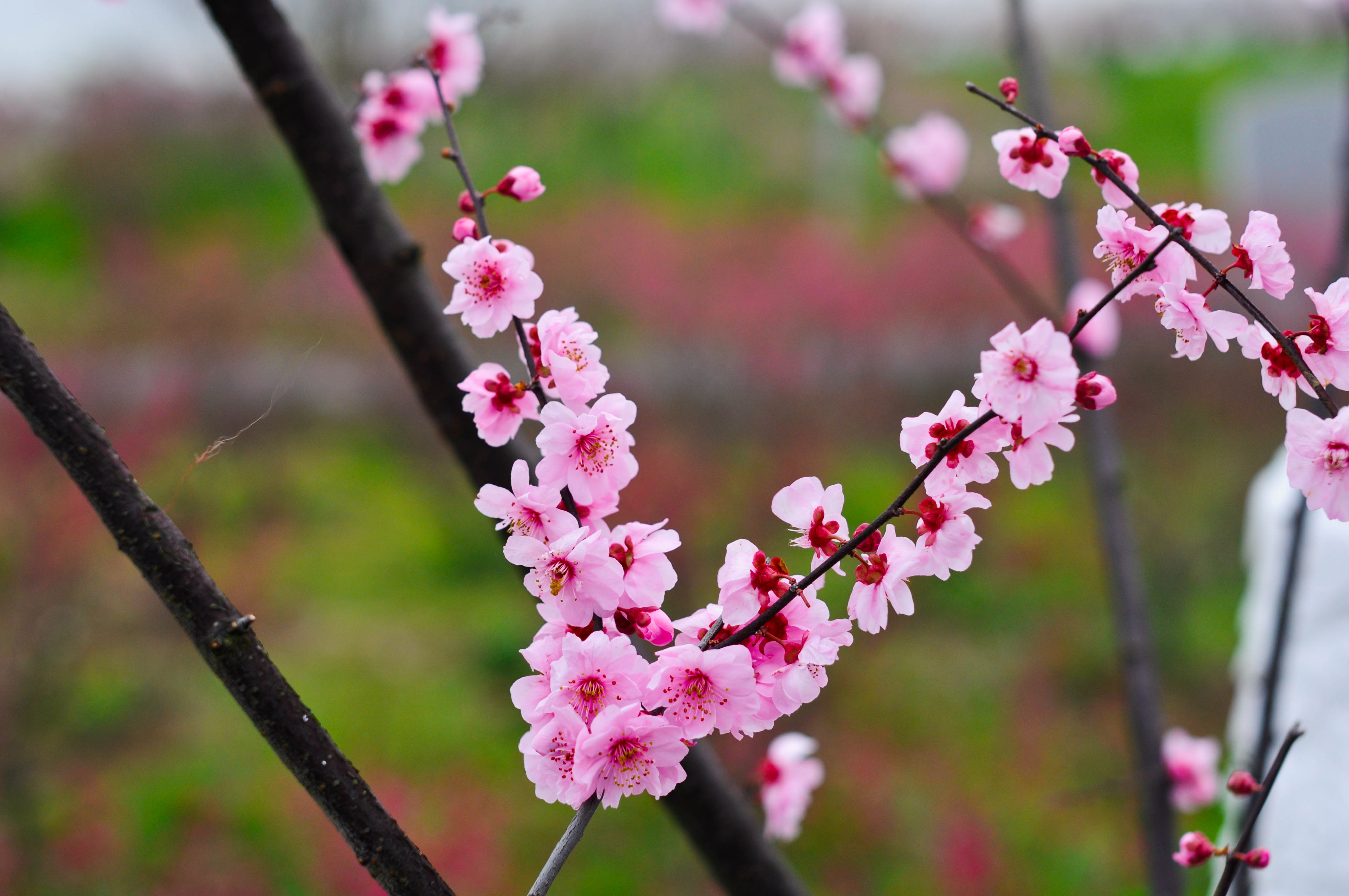 【梅花节】跟着携程看梅花! - 上海游记攻略【携程