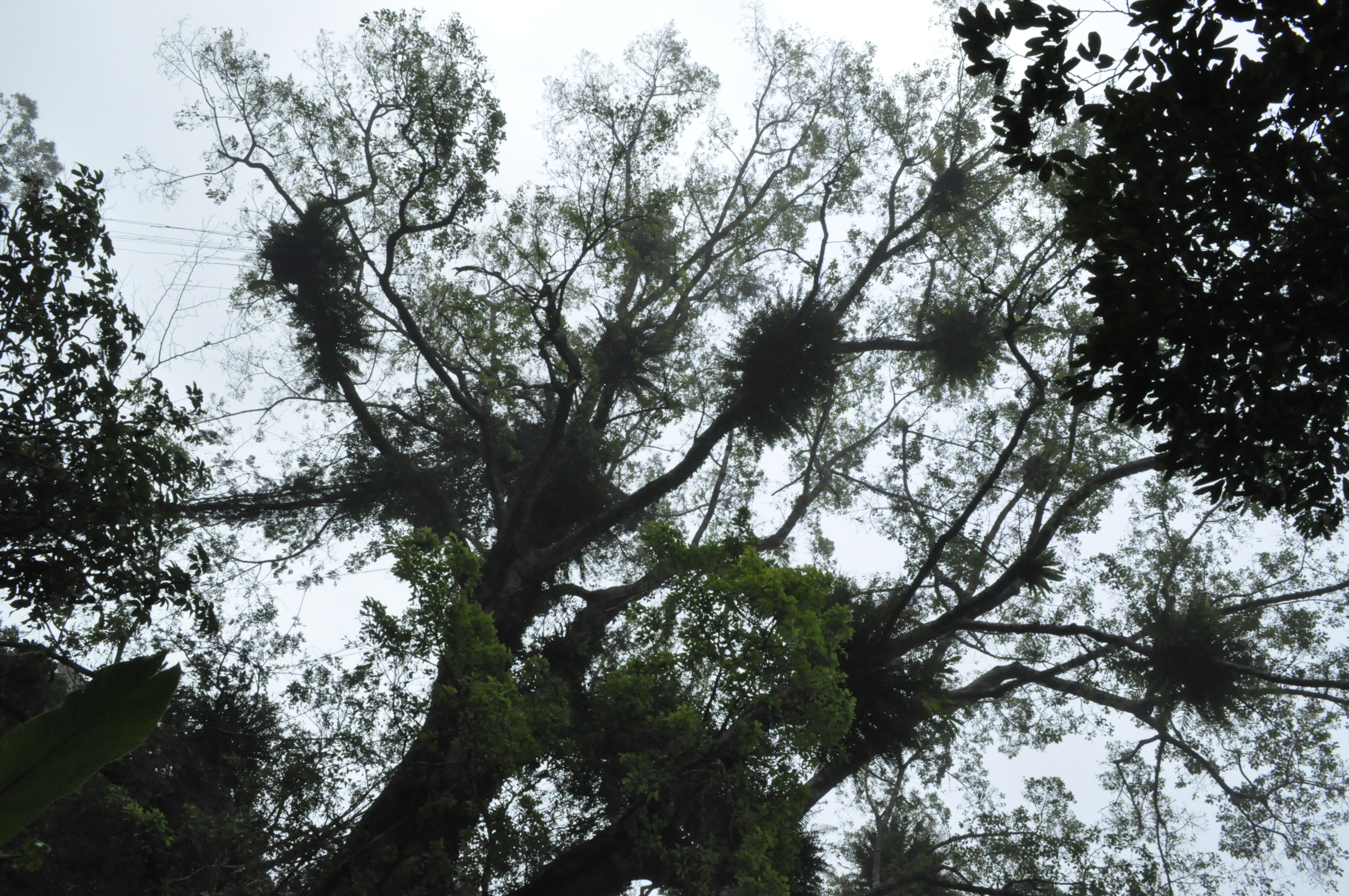 夫妻<em>行房</em>图片演示图 /非洲<em>象人族女人行房</em> 图片