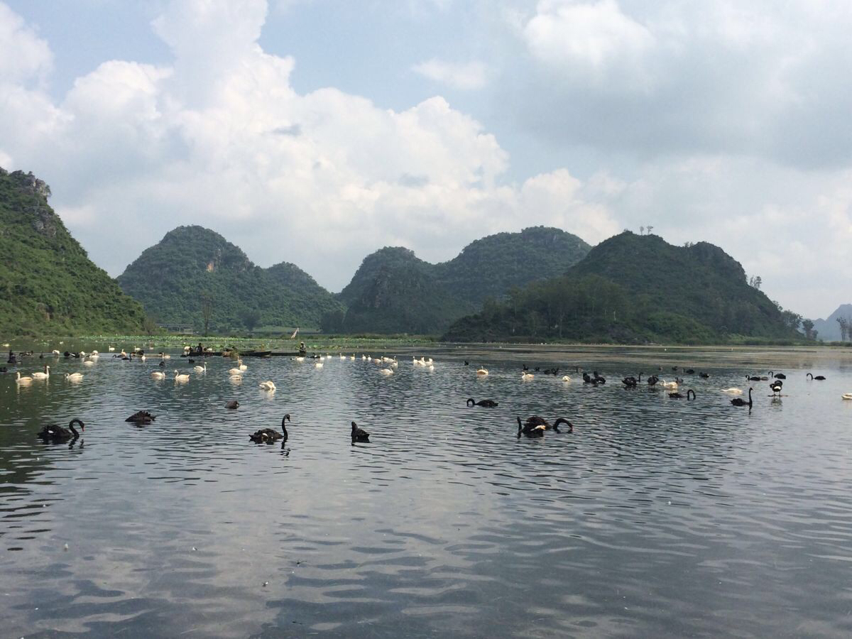 普者黑天鹅湖景区