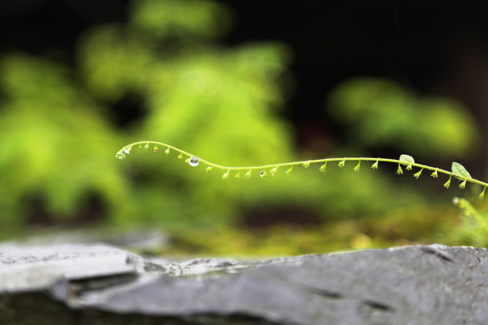 雨霏雾绕黔东南