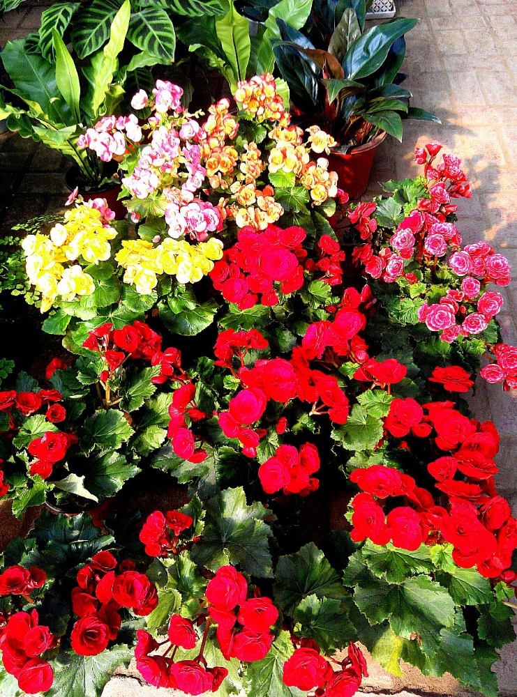 石家庄植物园花卉市场