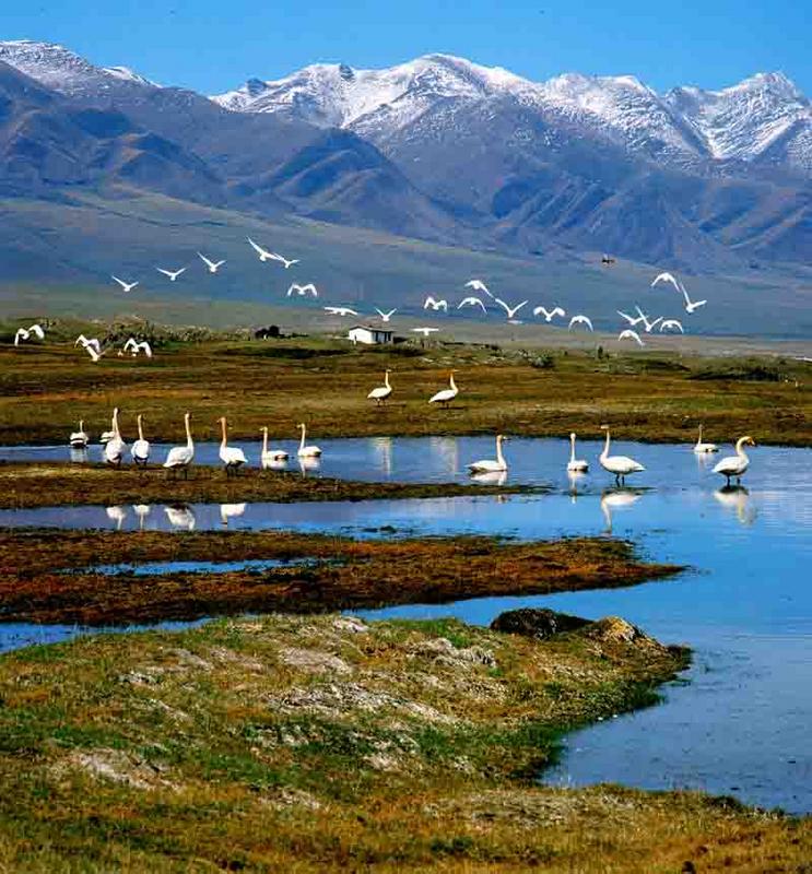 新疆旅游八巴音布鲁克大草原风光; 新疆八音布鲁克大草原; 美丽的巴音