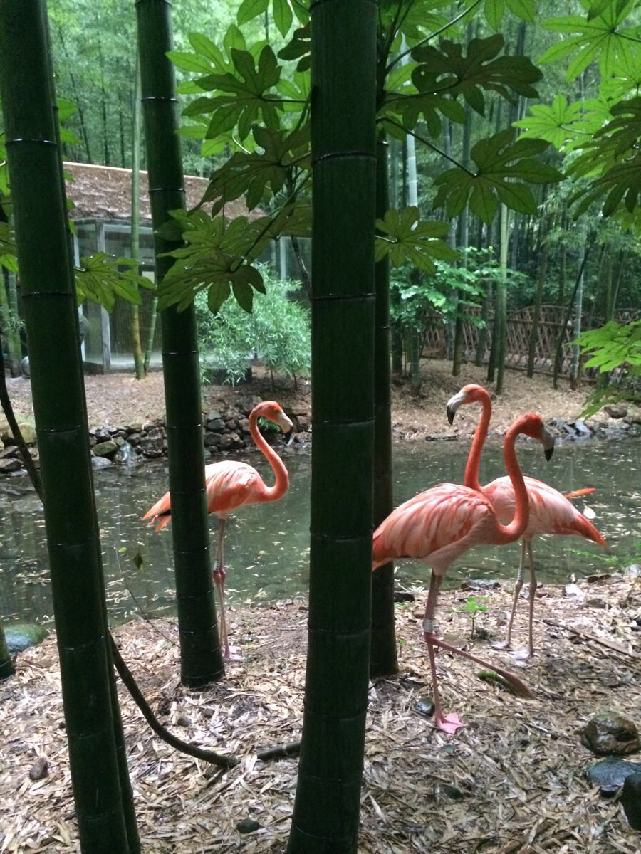 1061061566江苏天目湖半自助游南山竹海|天目湖游记