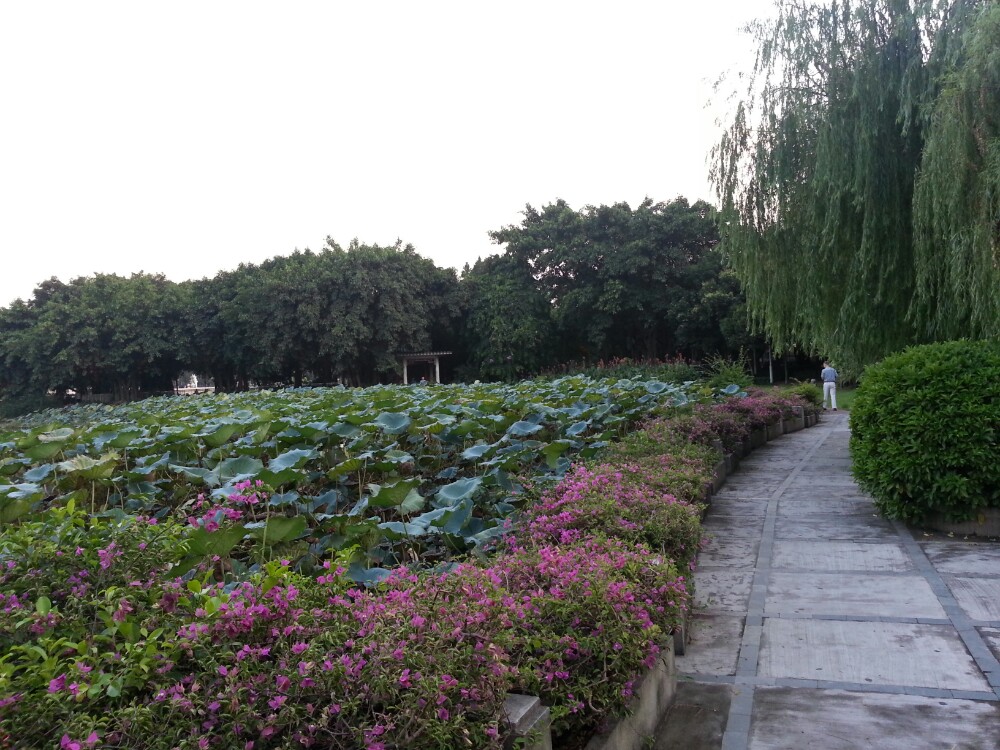 荔湾湖公园,广州荔湾湖公园攻略\/地址\/图片\/门票