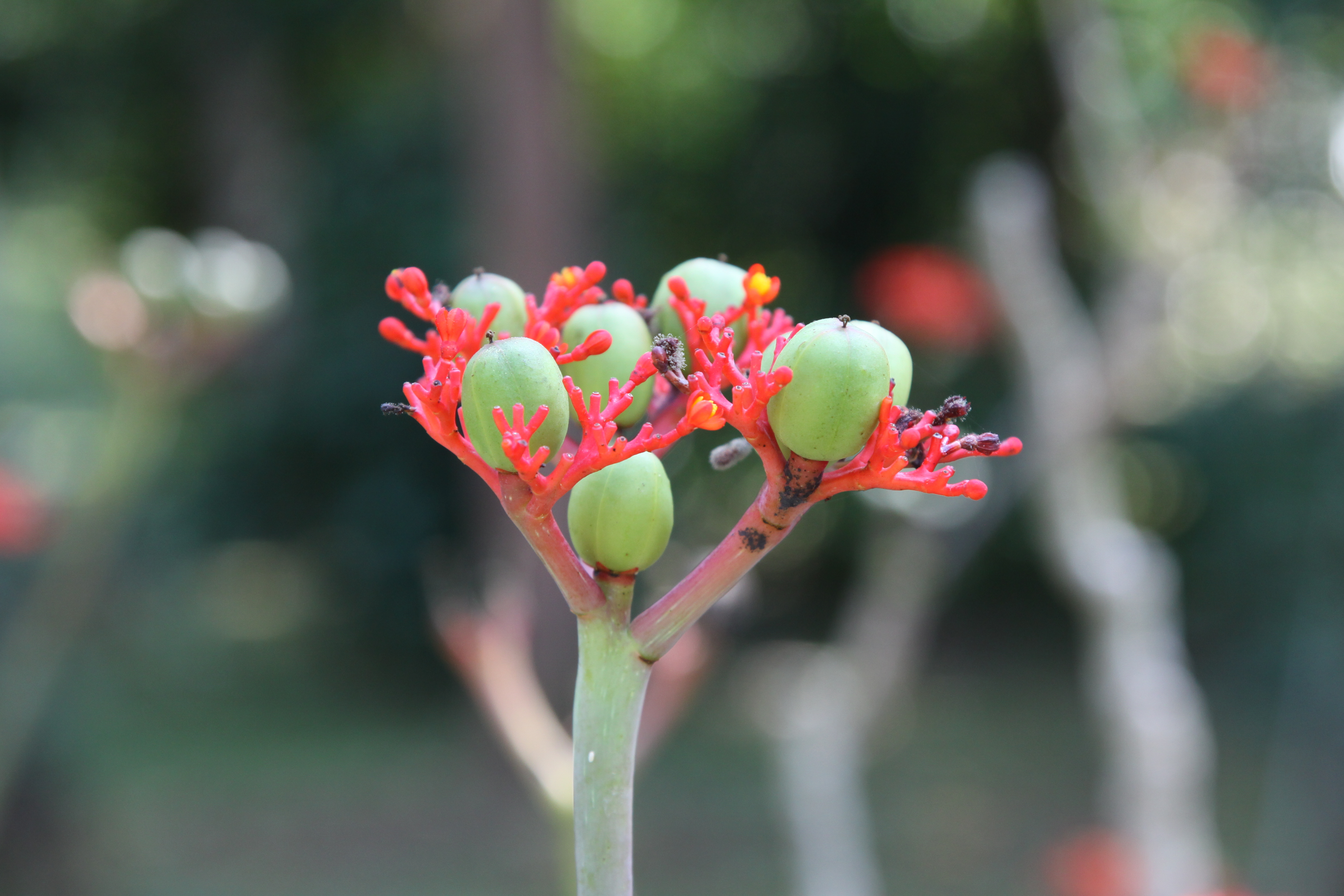 云南中科院植物园内的奇花异草