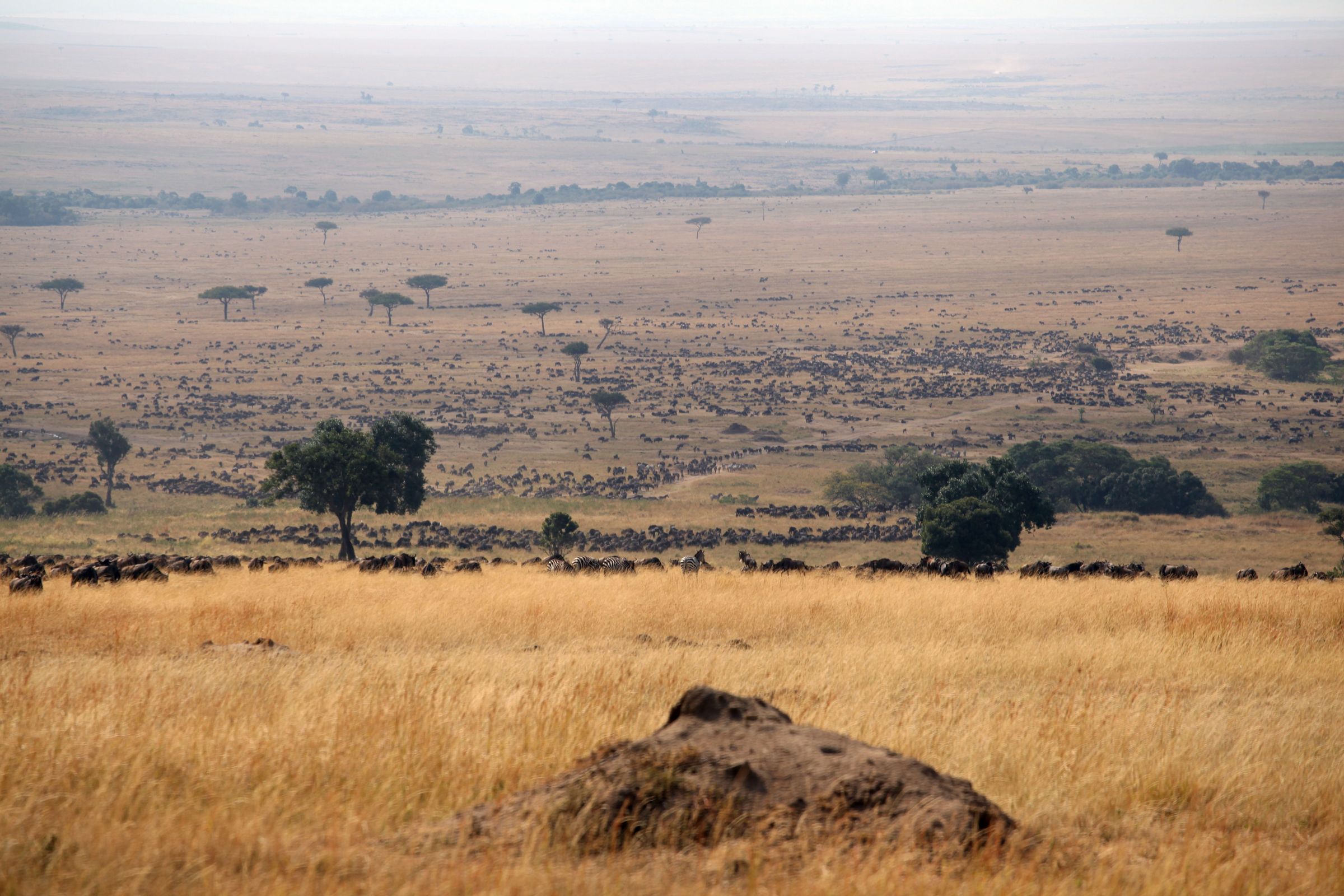 东非:超级肯尼亚,走进动物世界 - 马赛马拉国家公园