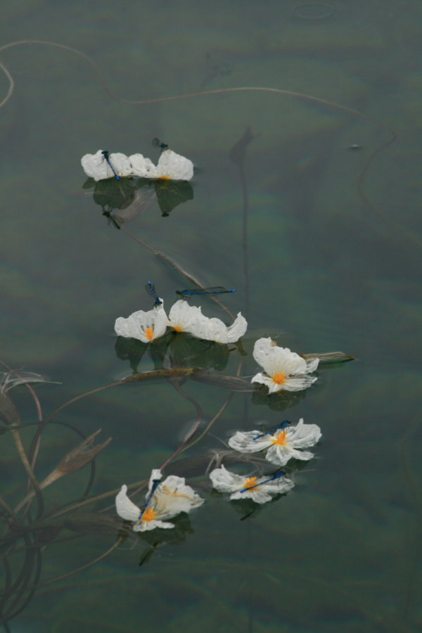泸沽湖之水中花