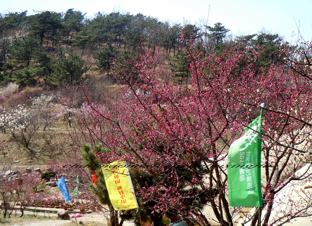 第十六届青岛梅花节今天提前开幕了.