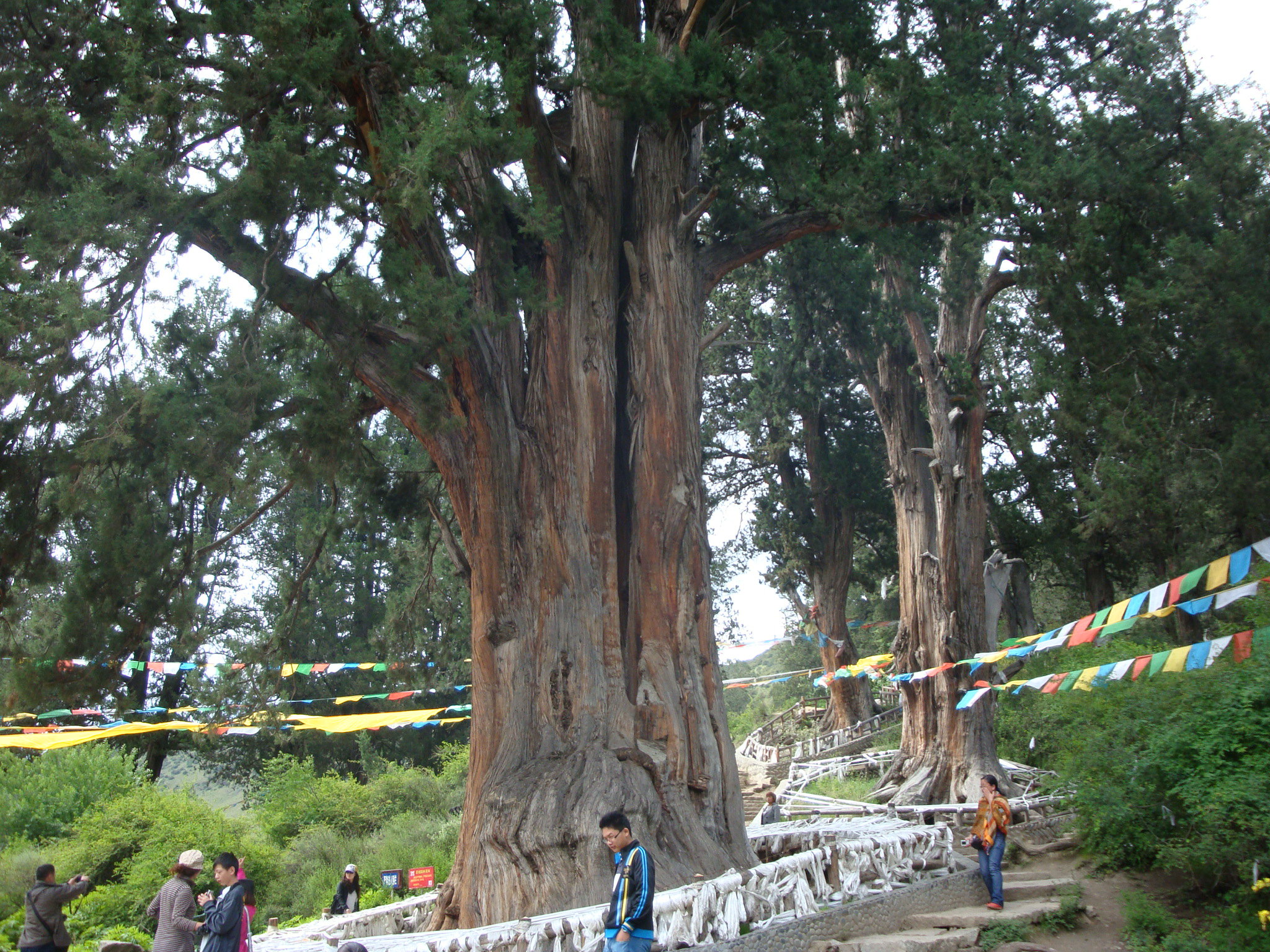 国内唯一的柏树王园林，由广东援助建立，成了西藏林芝特色旅游点