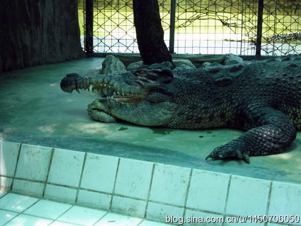 泰国北榄鳄鱼湖动物园(crocodile farm)