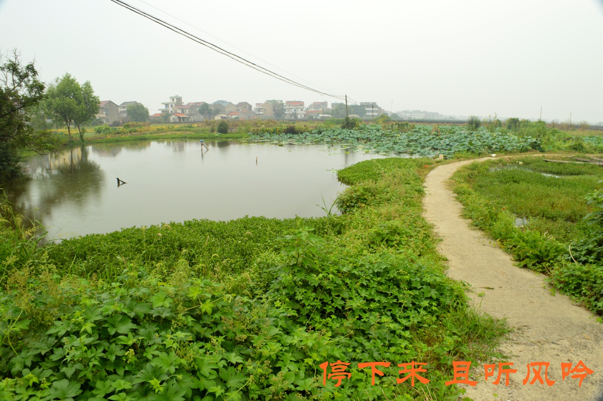 高墩村——农村产业基地典范