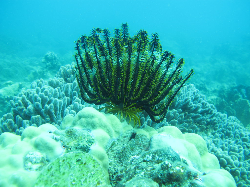 疯峰峰 2013-11-19 23659 77 23  上面这玩意长得像海草吧,是植物吧