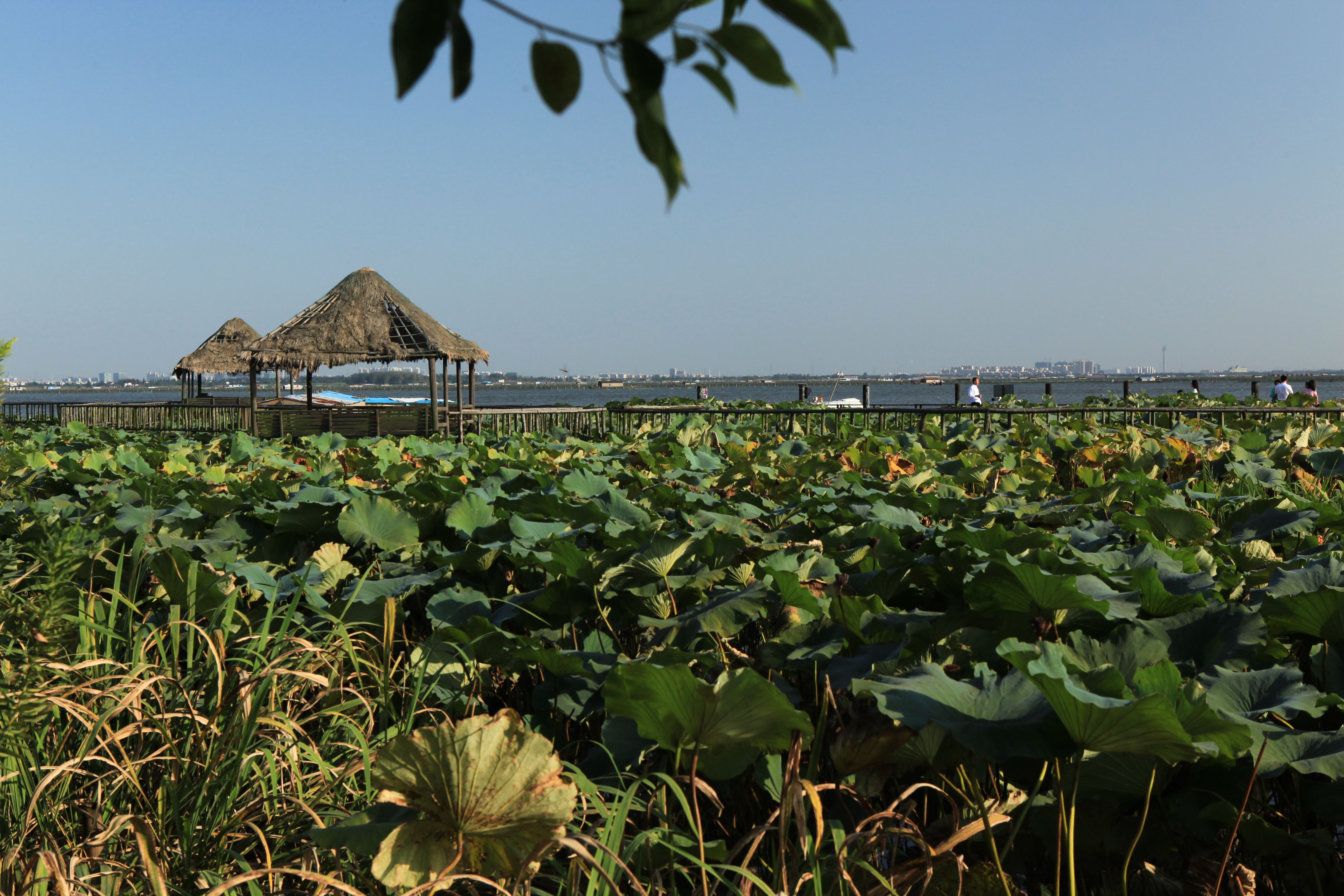 阳澄湖莲花岛