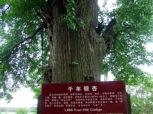 7  著名教学家,文学家叶圣陶先生在甪直执教期间写的《高高的银杏树》