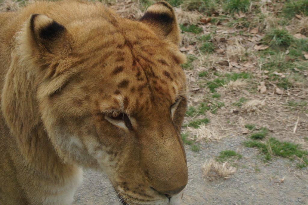 狮虎兽-上海野生动物园                     