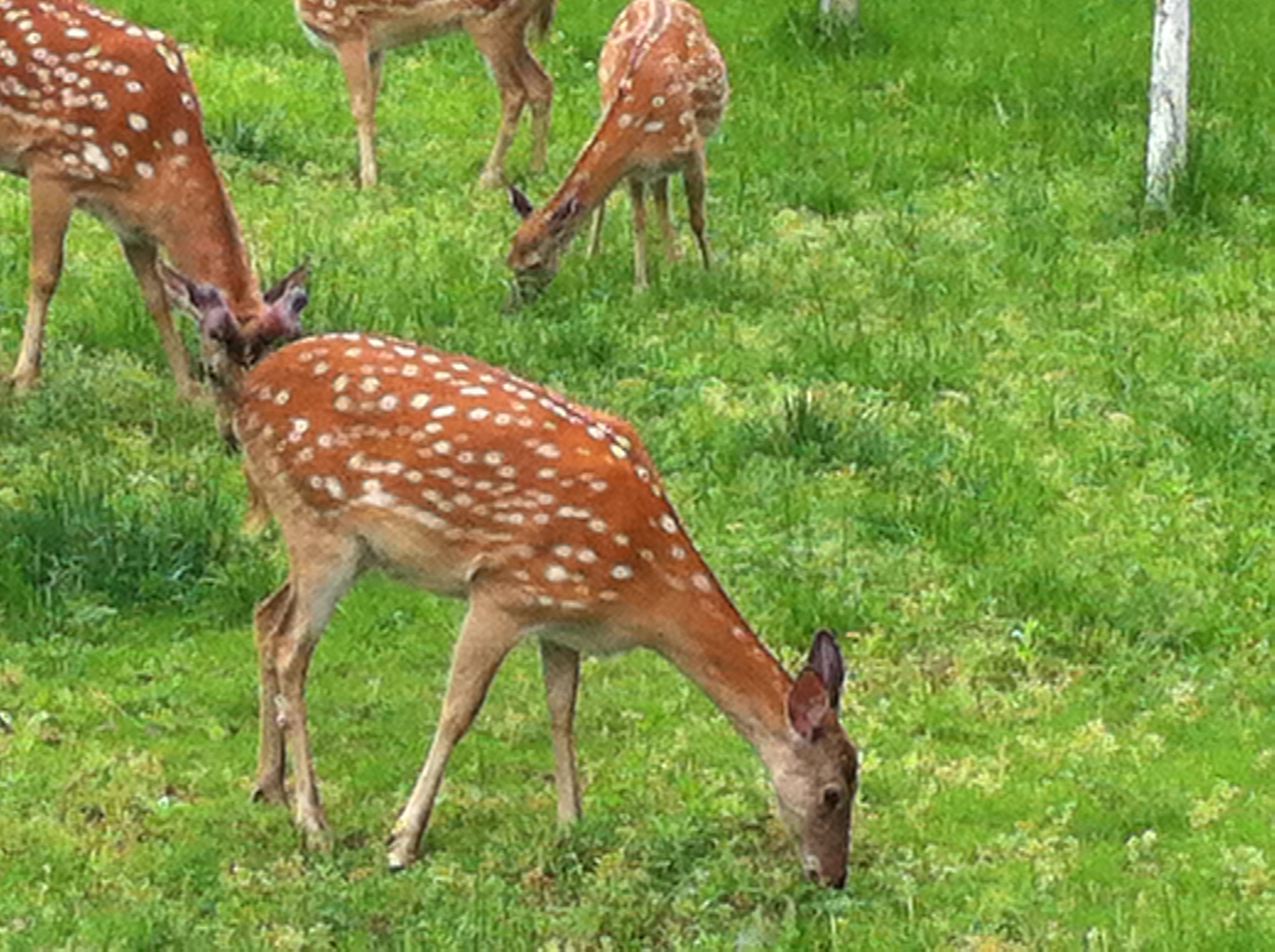 偶见鹿儿在自由的散步吃草,拍下.