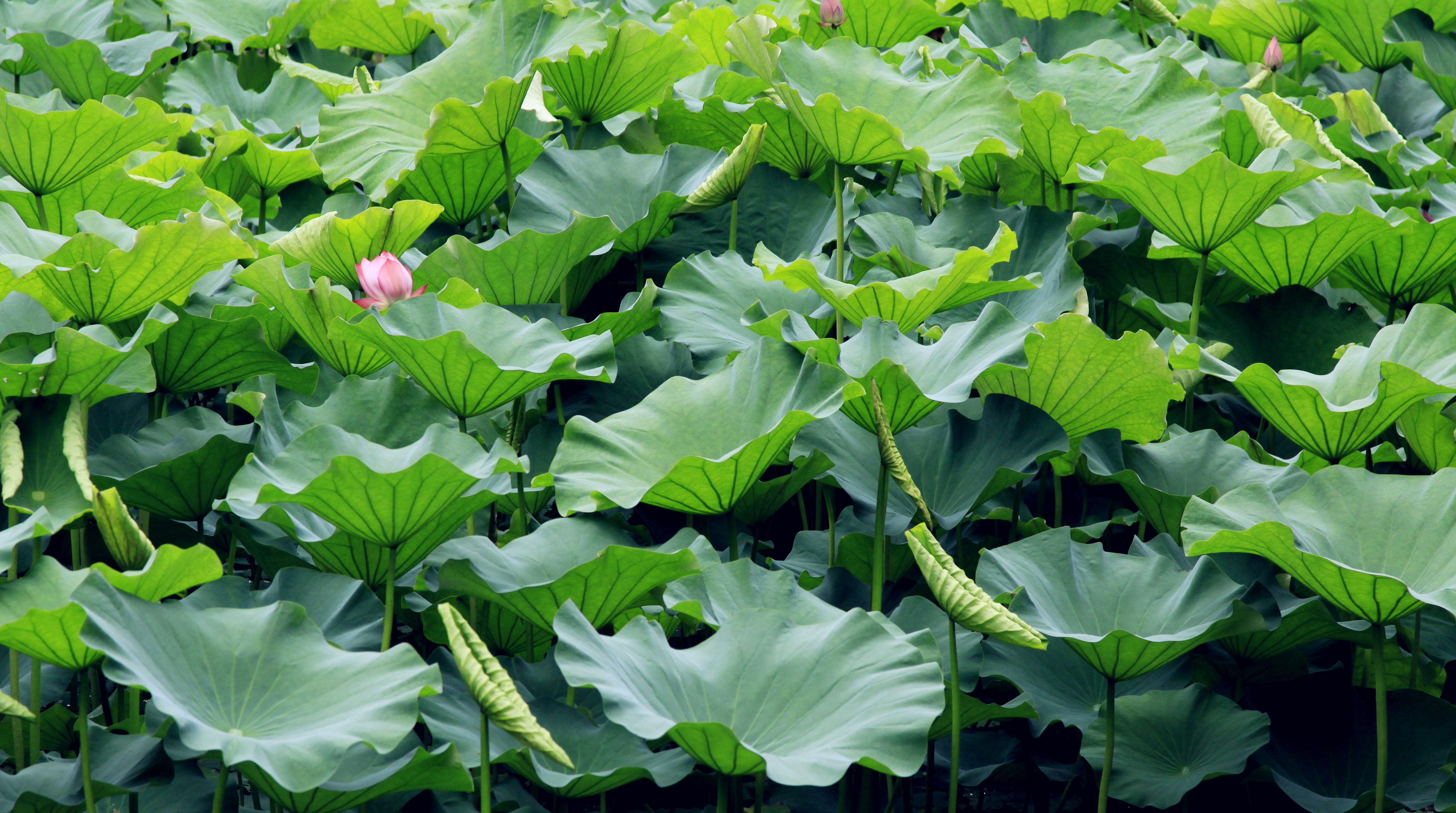 【福特fun驾】"天青色等烟雨,将你揉进我怀中"——苏州周末自驾游