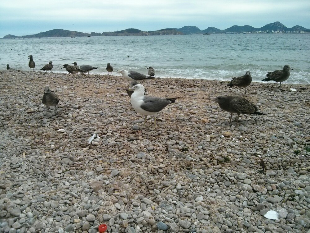 【携程攻略】山东威海荣成海驴岛好玩吗,山东海驴岛景点怎麼样_点评