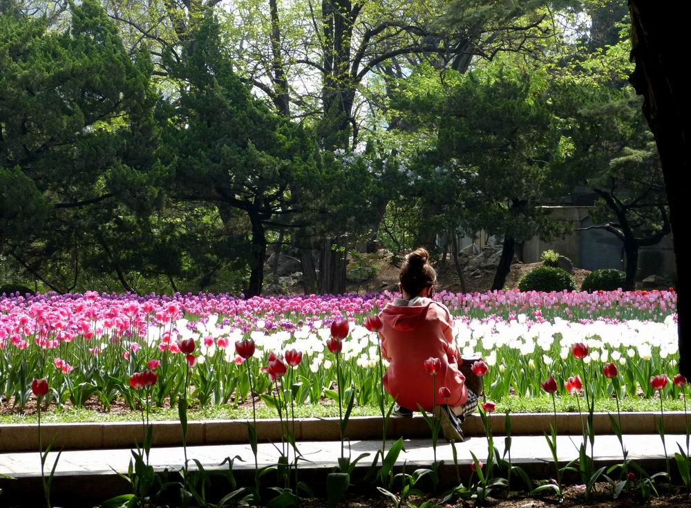             2014年大连百花迎春