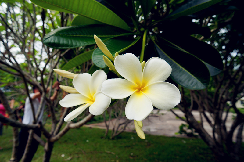 西双版纳的市花——鸡蛋花.