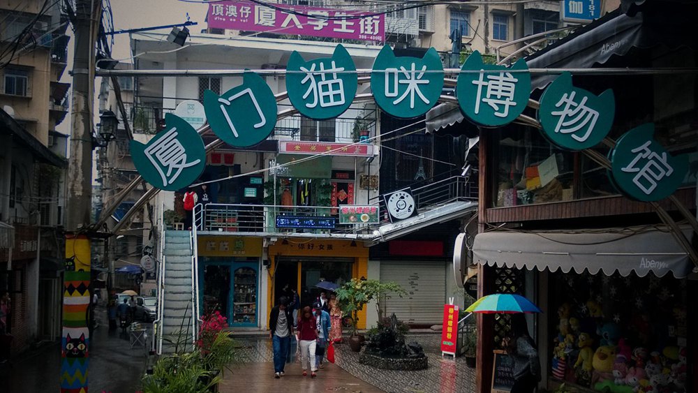 厦门,一座藏身陋巷里的猫咪博物馆