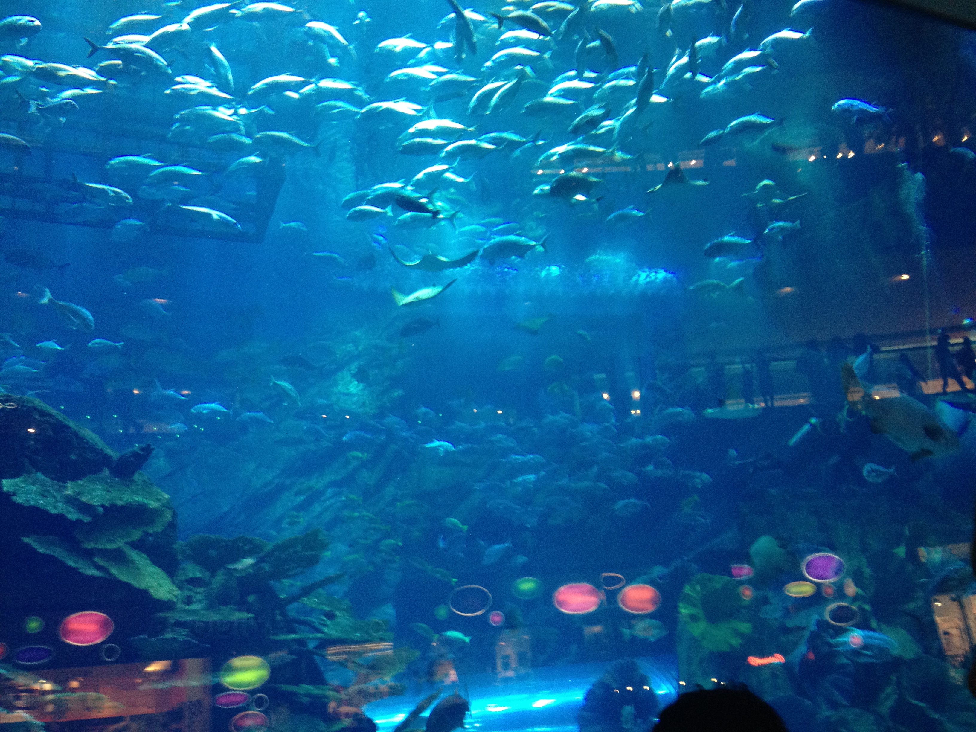 壁纸 海底 海底世界 海洋馆 水族馆 游戏截图 550_751