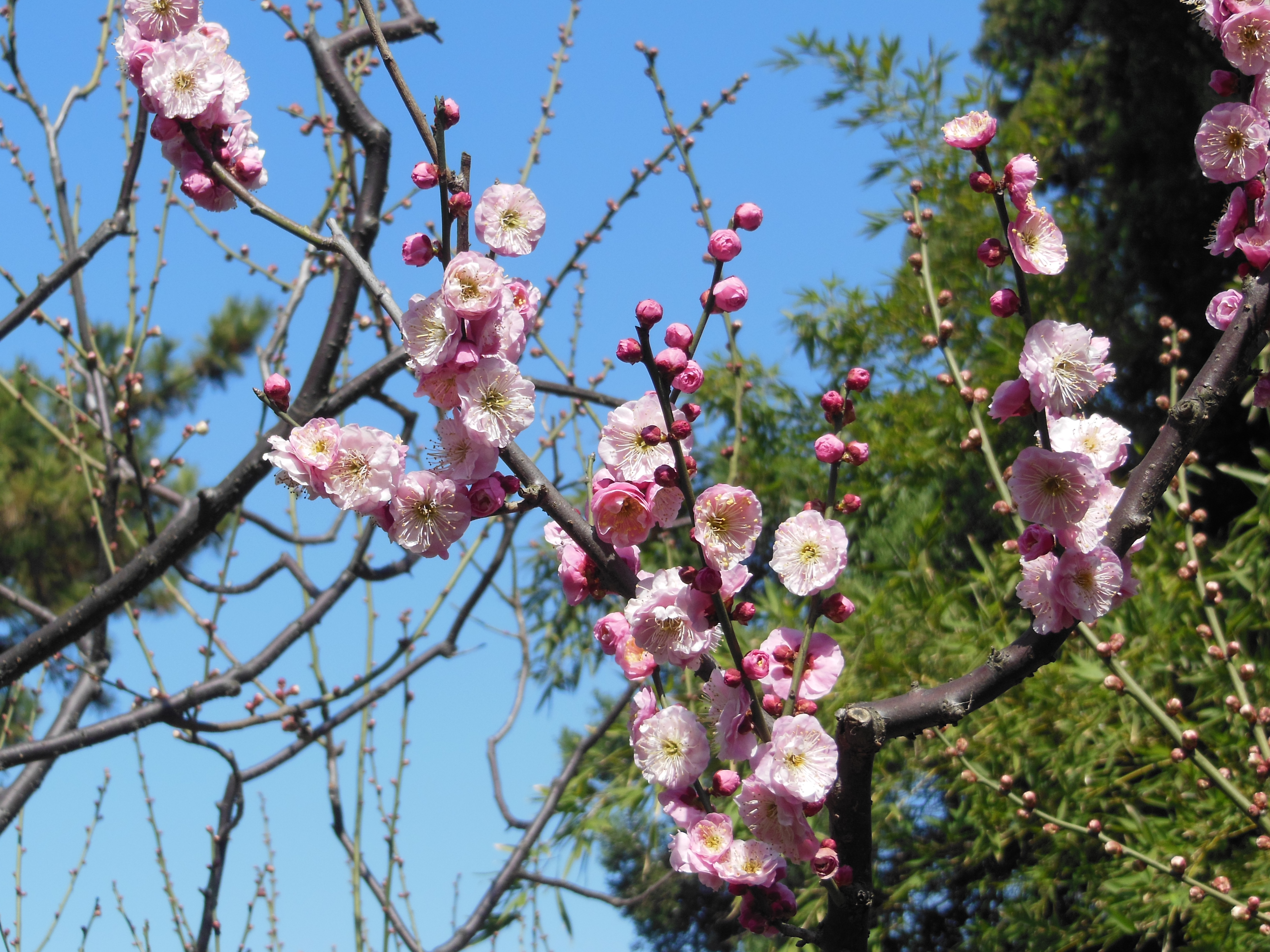 马年坐747去赏花,2月15日梅花初探新鲜出炉啦!