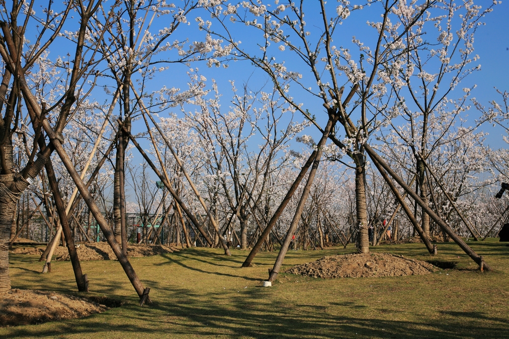 2014顾村公园赏樱