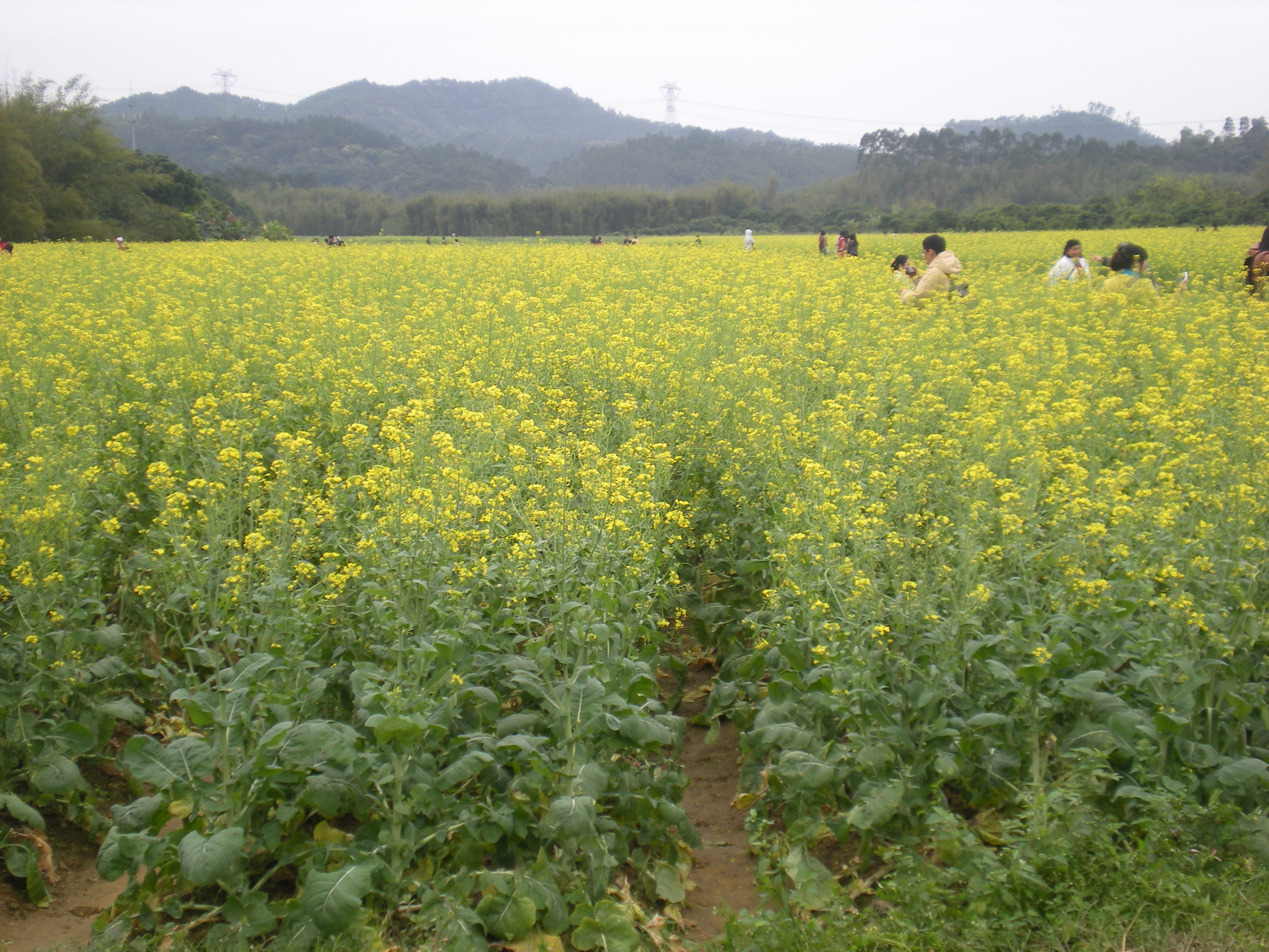 增城油菜花