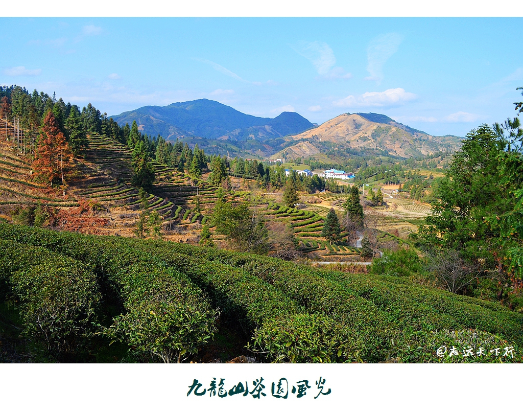 随手拍!九龙山茶园风光