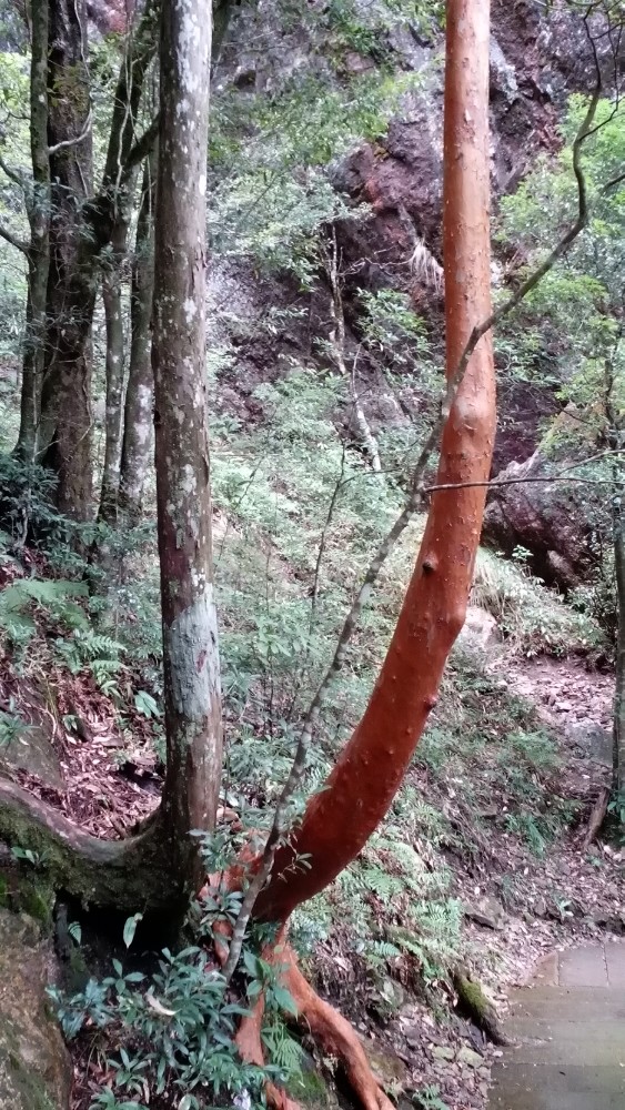 尖萼紫茎树 龙泉山