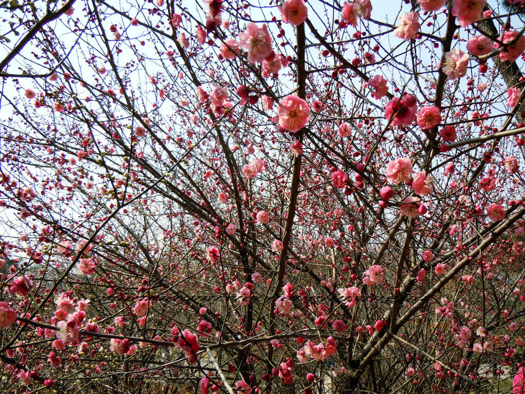 第十六届青岛梅花节今天提前开幕了.