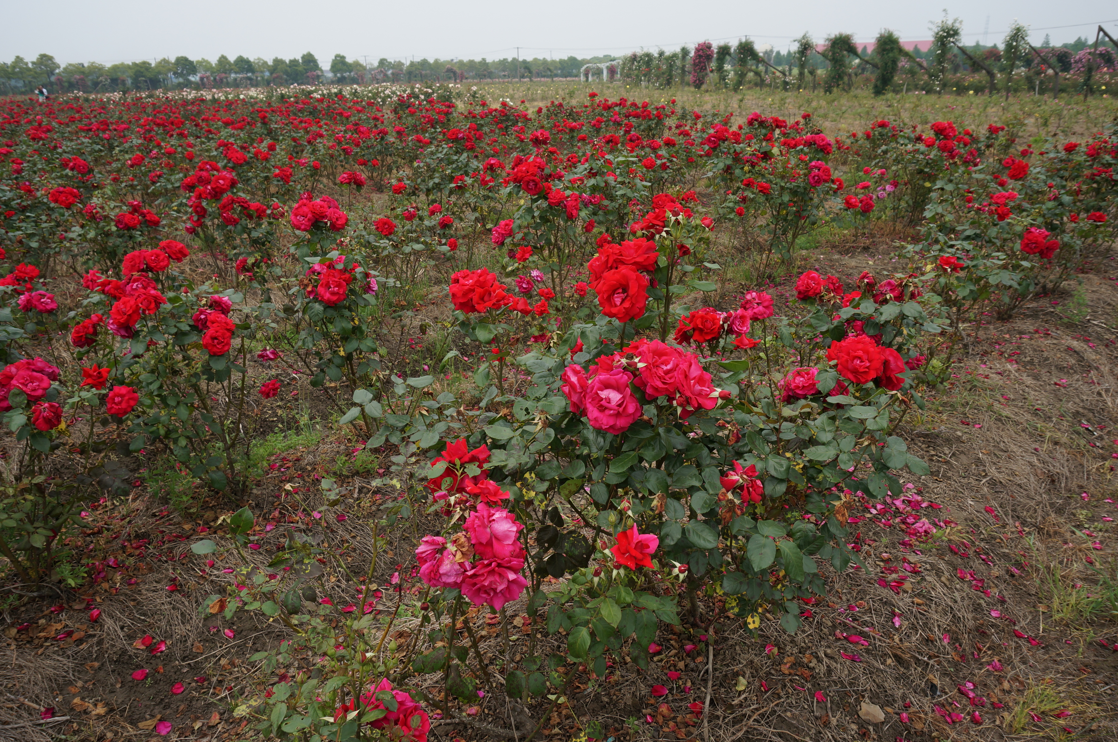 玫瑰花地                            