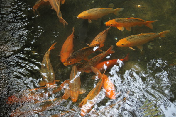 氧吧门口有两个相连的池塘,里面养了很多这样鲜艳的鱼.