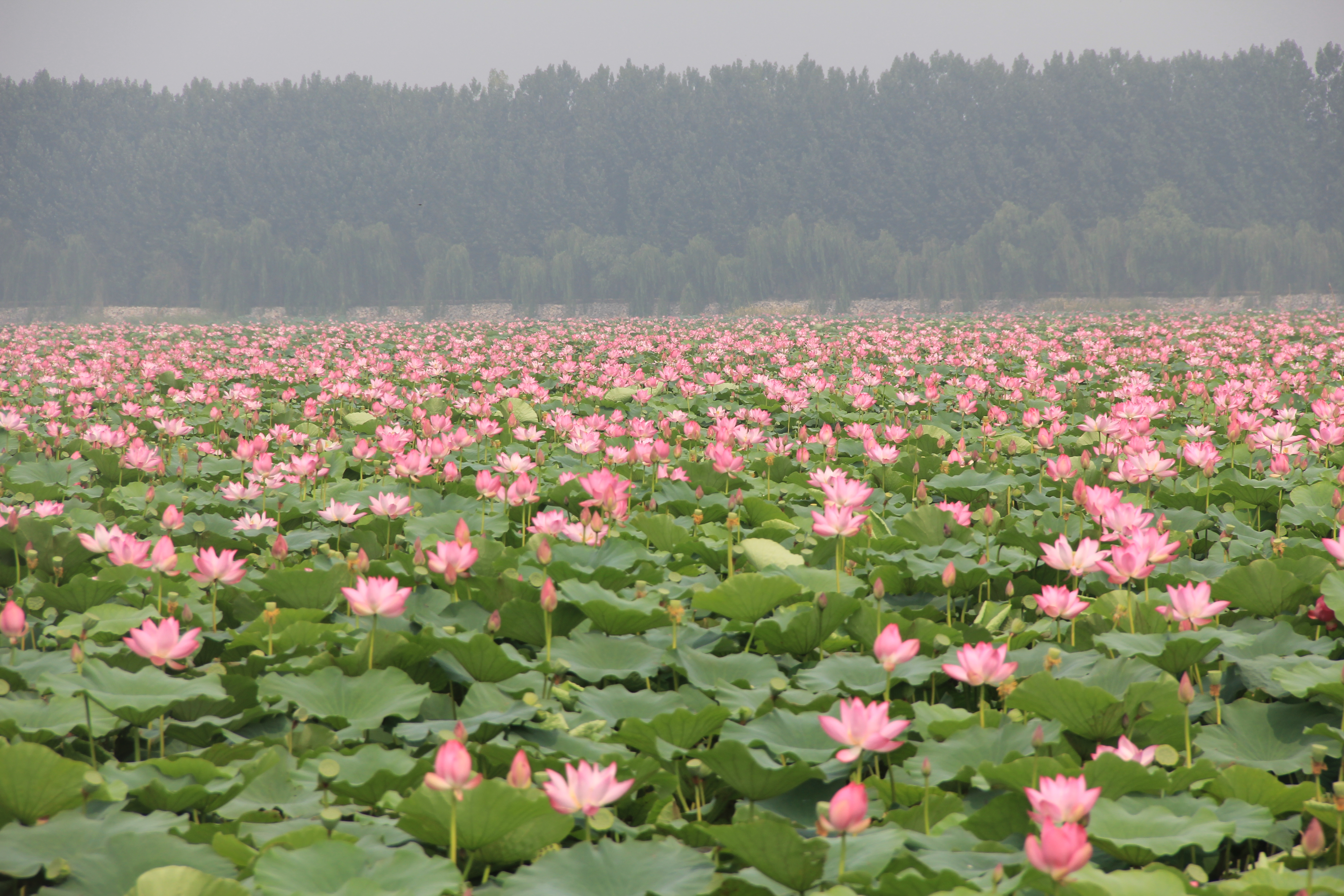 荷花红翻天 微山湖湿地红荷风景区