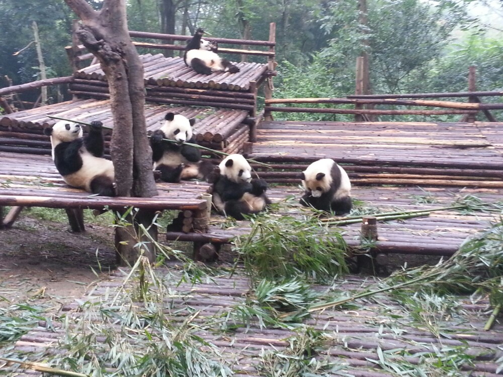 成都大熊猫繁育研究基地