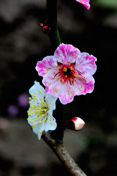 我在上海莘庄去外滩怎么走呀?坐地铁几号线呀